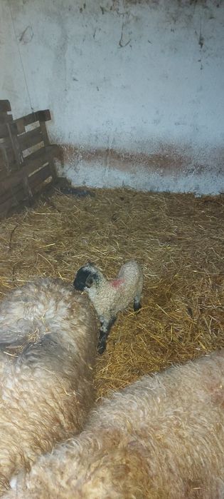 berbec si oi de taiat sau de tinut