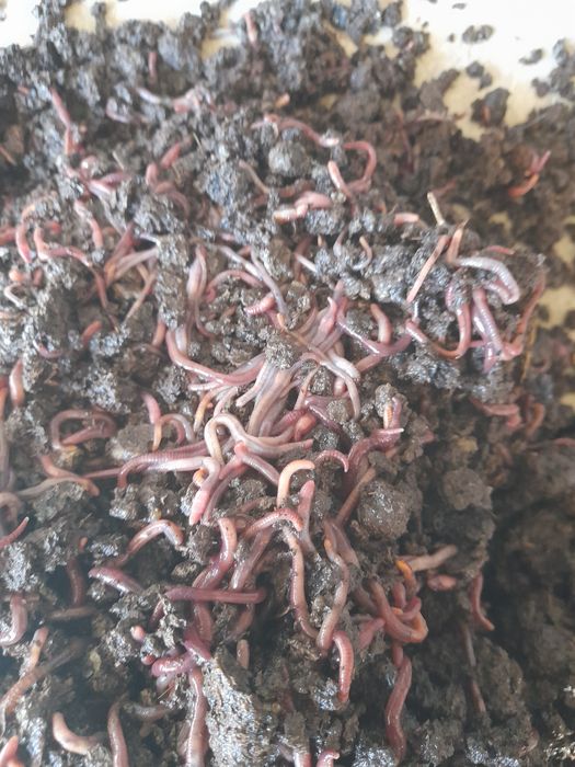 Продаются калифорнийские черви.