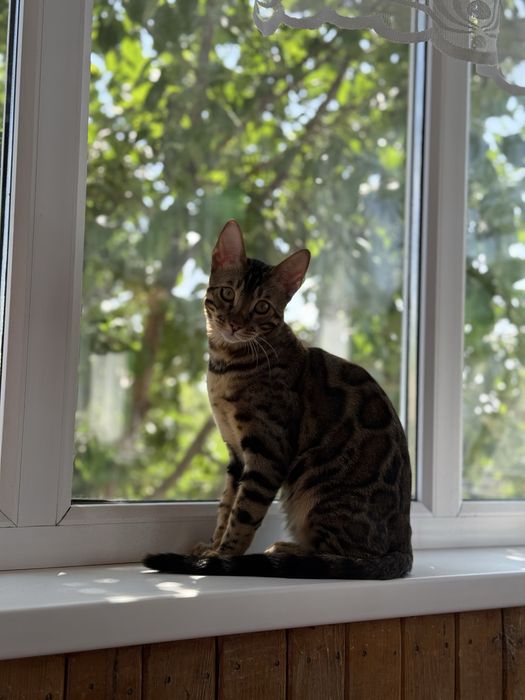 Бенгальский кот шикарный