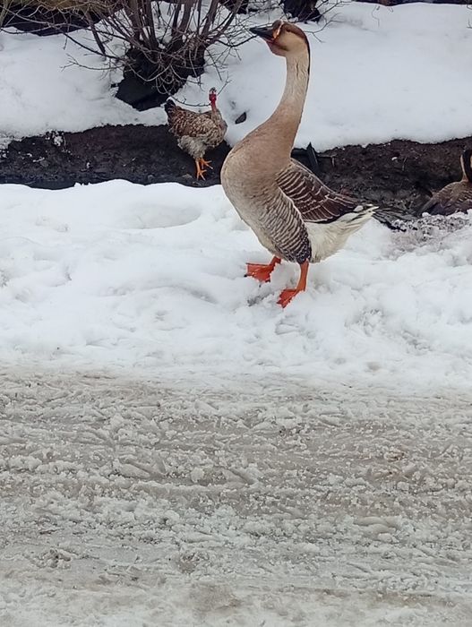 Gâscani tineri de aunul trecut.