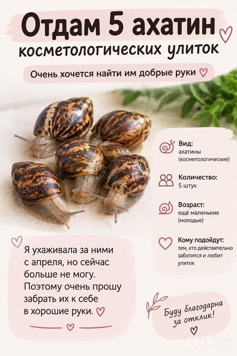 Улитки отдам даром