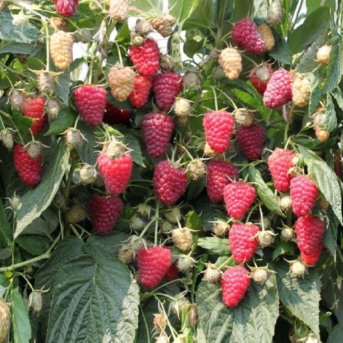 Малина кучати 2000Сум