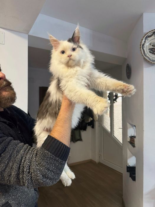 Pisica maine coon felisa autorizata