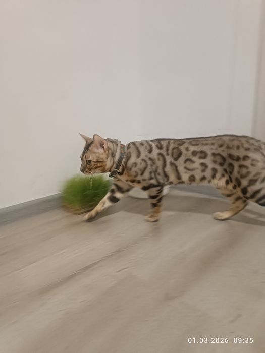 Вязка не продажа.