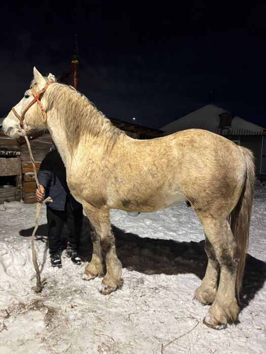 Продам жеребца 9 лет