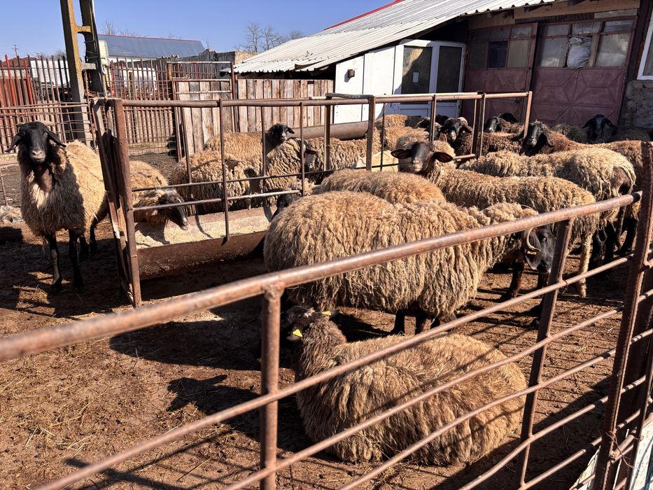 Vand OI carabase cu miei . Mai multe detalii la telefon.  Nelu .B