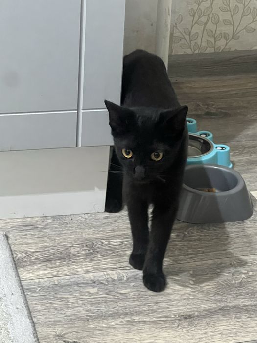 Бомбейский котенок