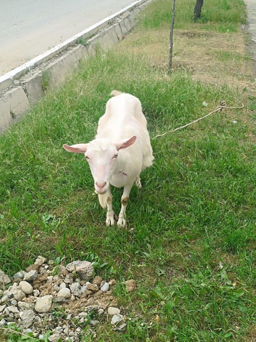 Ешкі сатылады.  150.000 тг