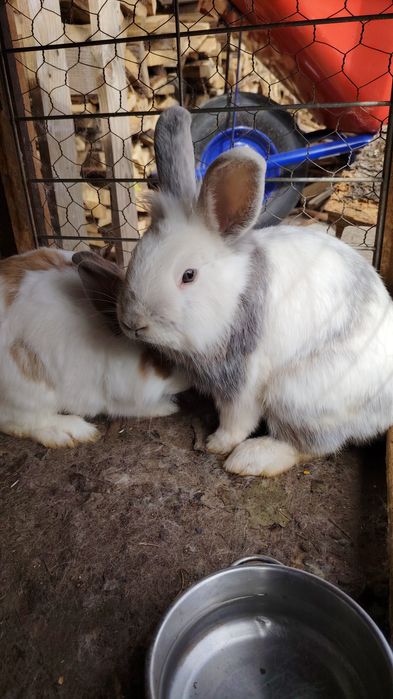 Vand iepurasi cap de leu