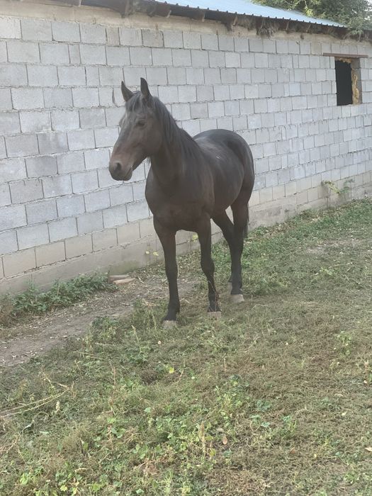 Айгыр сатылады 5 жаста