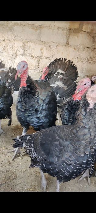 Индюктер сатылады Актау Рекон