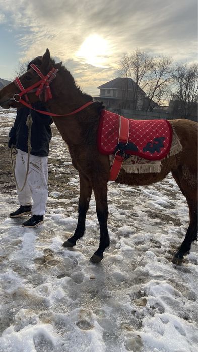 жеребята 8 месяцев