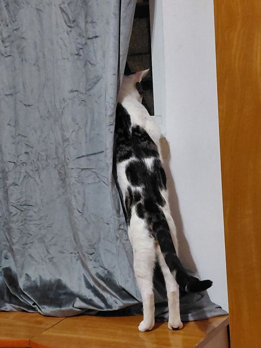 Donez motan salvat de pe strada