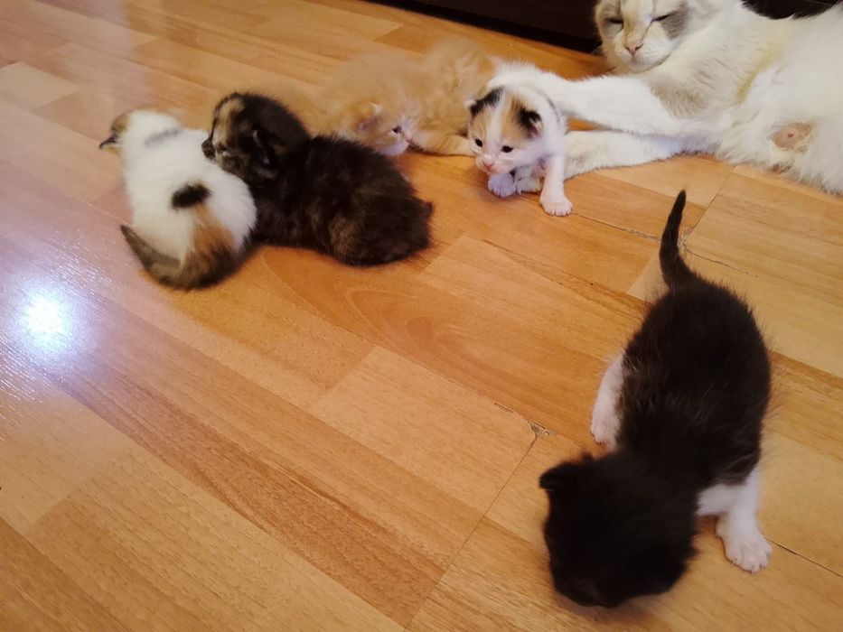 Отдам котят даром