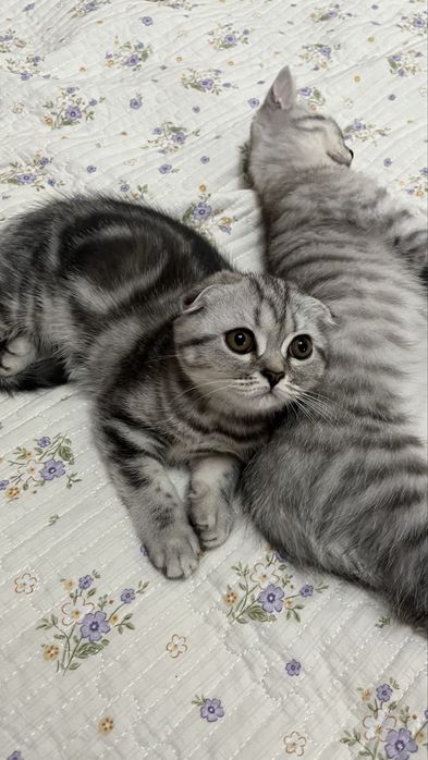 Шотландский котенок
