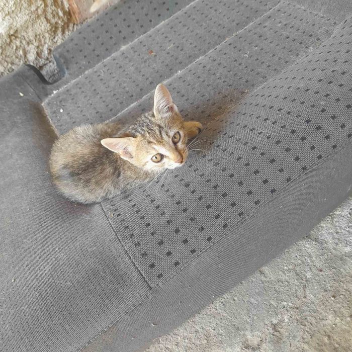 Подарявам котета