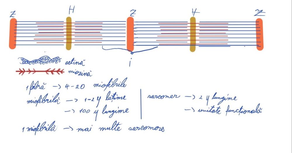 Meditații medicina Barron's și bac chimie organica + bac biologie