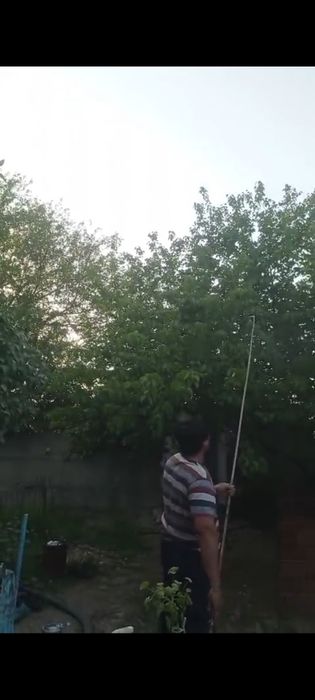 Жеміс ағаштары улаймыз,ең төбесіне де,