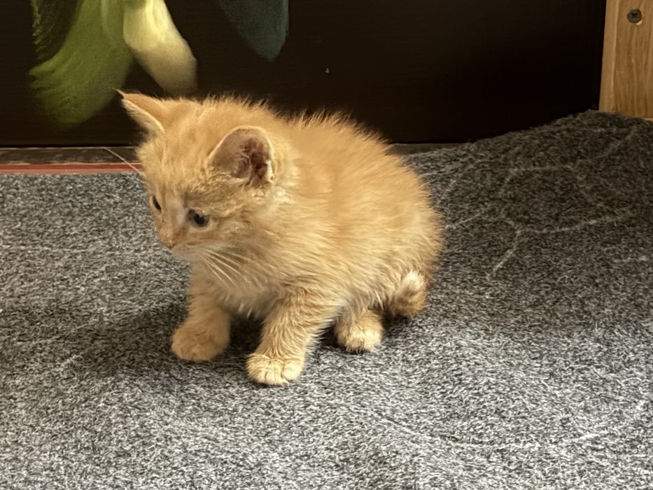 Котенок в добрые руки мальчик примерно 2 мес