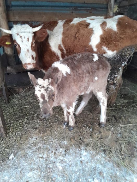Продаётся корове  с теленком