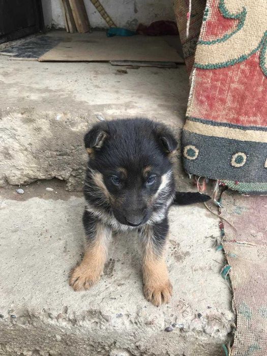 Щенки Европейской Овчарки