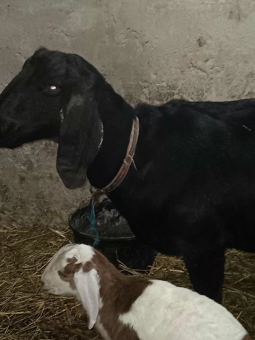 Iezi masculi de rasă anglonubian.