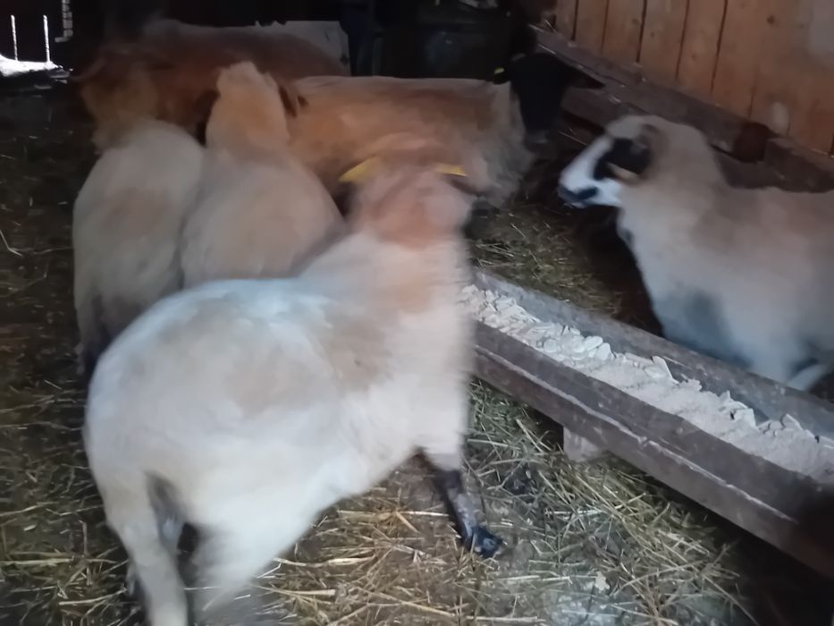 Vând  5 oi + un berbec suffolk varianta a doua