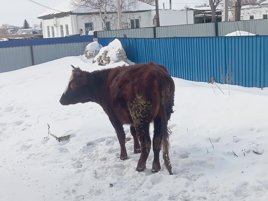 Продам телку 2 годовалую