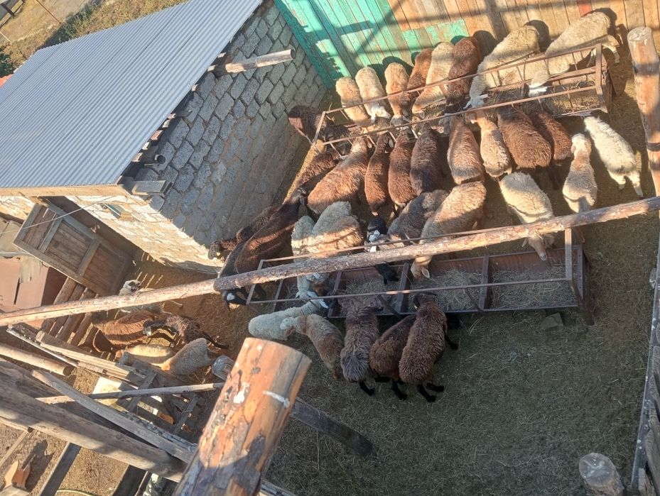 Продам овцематок