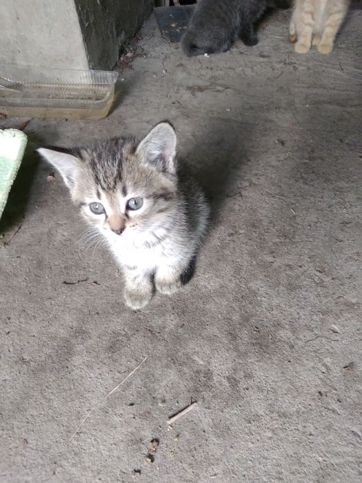 Котятки в добрые руки