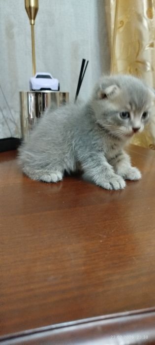 Вислоухие котята