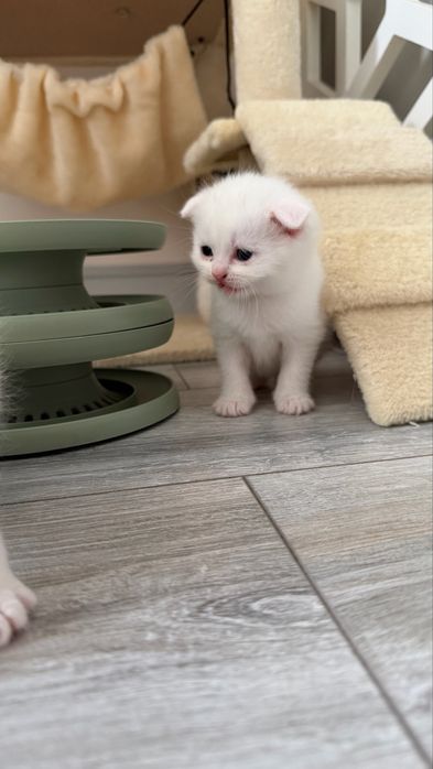 Шотлагдские котята