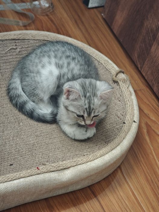 Котик скоттиш страйт