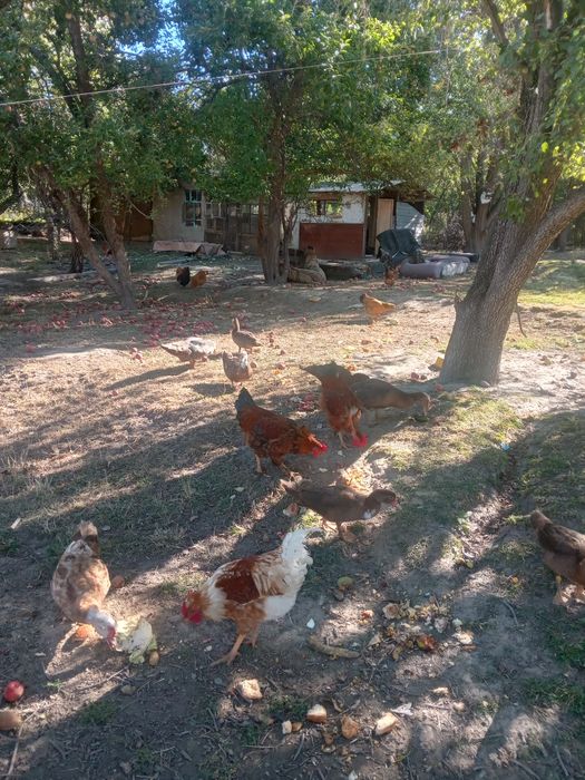 Продам индоуток,