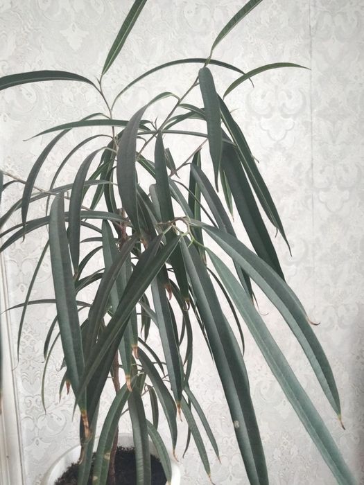 Комнатный фикус Али