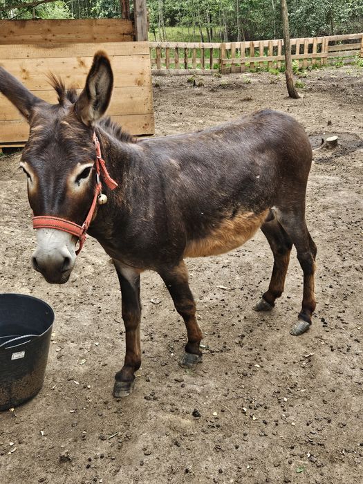 Magar de vanzare