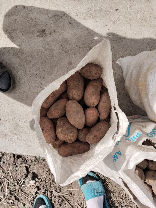 Продам картошку  крупная / мелкая