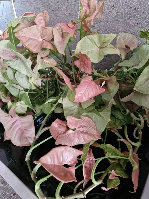 Розов Сингониум,