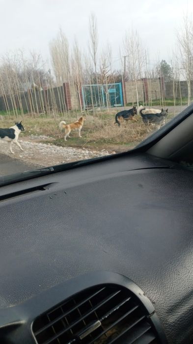 Офчарка друг семий.