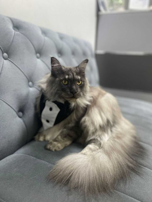 Груминг салон Домашний любимец