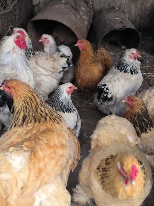 Продам клушки Брамы