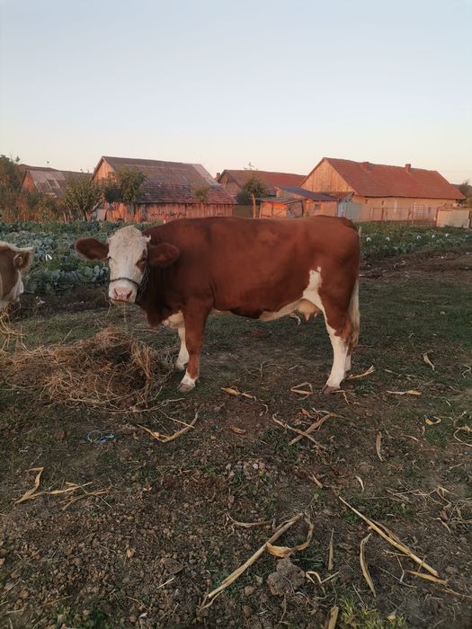 Vacă bălțată gestanta