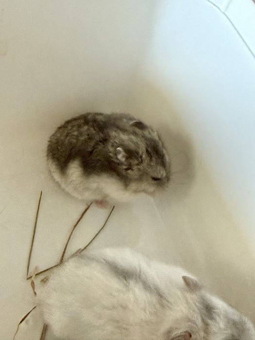 Donez Hamsteri Siberieni