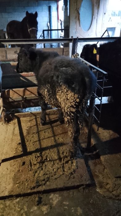 Срочна продам бычок баран