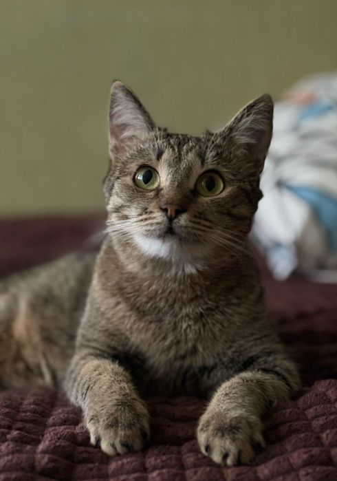 Кошка только ответственным