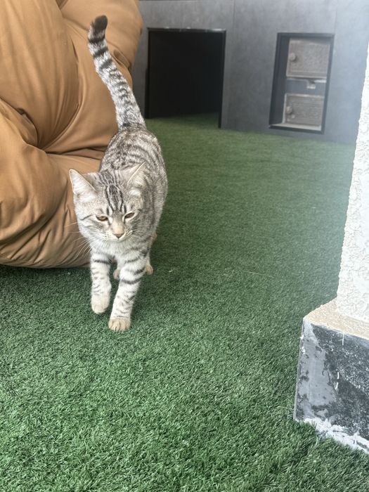 Продается породистый кот