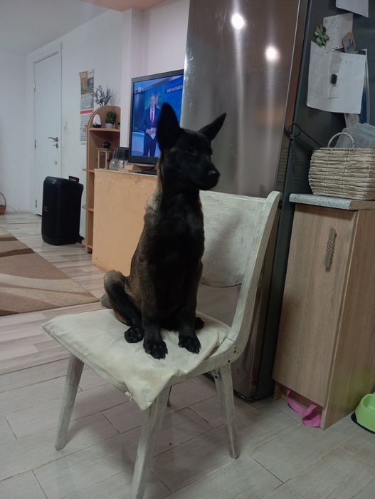 Женско малиноа на 4 месеца