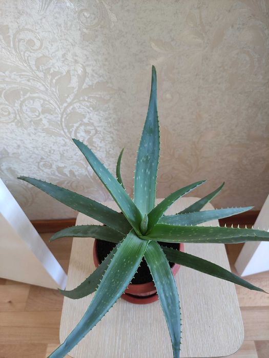 Алоэ лечебное по 2500