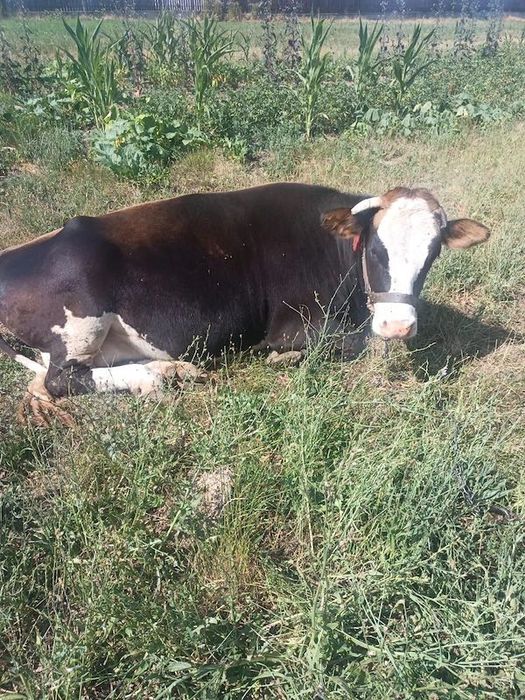 Vând vaca tânără