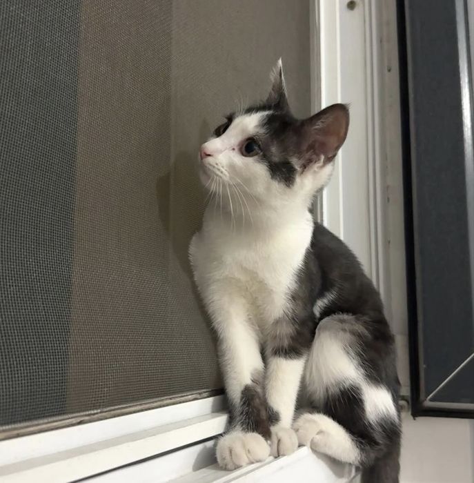 Отдам котенка в добрые руки (мальчик)
